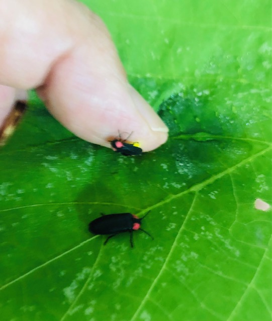 ヘイケ成虫メス産卵用